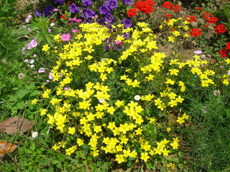 Linum flavum photo